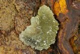 Yellow-Green Austinite Crystal Cluster - Durango, Mexico #154706-1
